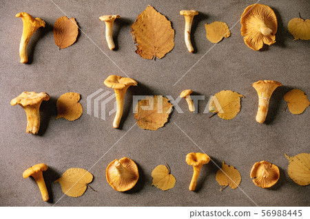 Forest chanterelle mushrooms Forest chanterelle mushrooms 56988445