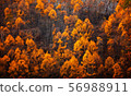 Colorful forest on the mountain, nature background 56988911