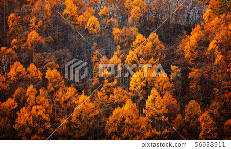 Colorful forest on the mountain, nature background Colorful forest on the mountain, nature background 56988911