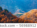 Colorful forest on the mountain, nature background 56988912