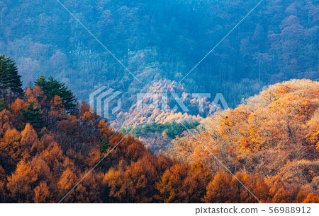Colorful forest on the mountain, nature background Colorful forest on the mountain, nature background 56988912