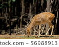 Brown star deer eat the plant on the floor 56988913
