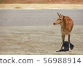 Brown star deer is walking across the road during 56988914