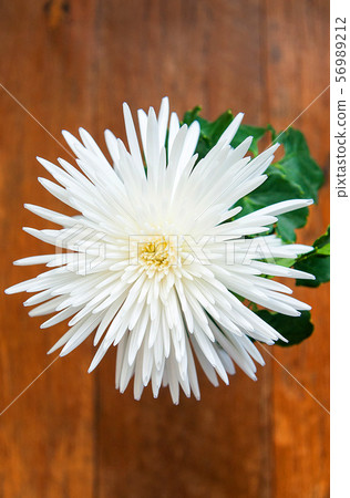 White flower White flower 56989212