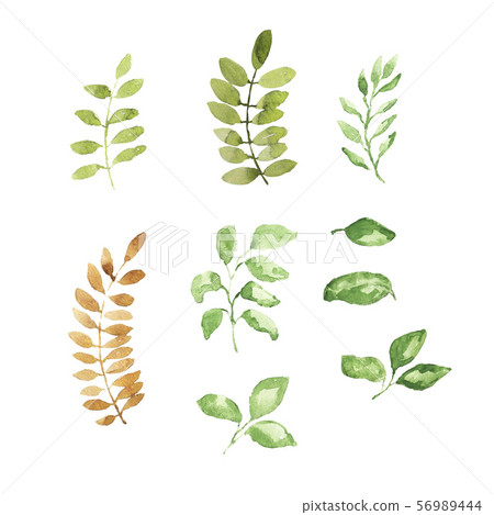 watercolor floral collection watercolor floral collection 56989444