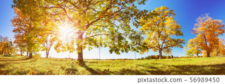 trees on the field in autumn 56989450