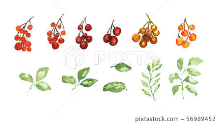 watercolor floral set 56989452