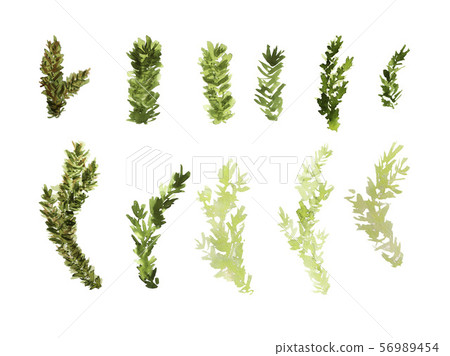 watercolor fir set watercolor fir set 56989454