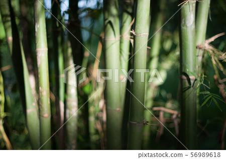 Bamboo forest background Bamboo forest background 56989618
