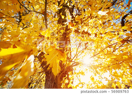 yellow maple leaves in autumn with beautiful sunlight 56989763