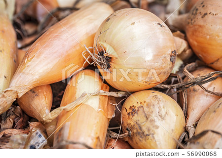 Harvest of yellow onions Harvest of yellow onions 56990068