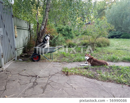 Husky dogs on the lawn. Photo on cell phone Husky dogs on the lawn. Photo on cell phone 56990086