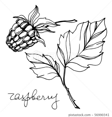 Vector Raspberry healthy food fresh berry isolated element. Black and white engraved ink art. 56990341