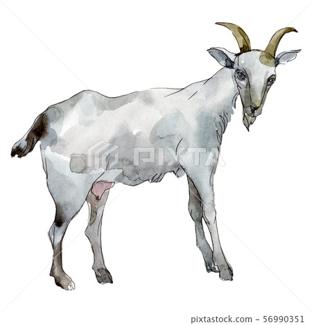 Goat fafm animal isolated. Watercolor background illustration set. Isolated animal illustration Goat fafm animal isolated. Watercolor background illustration set. Isolated animal illustration 56990351