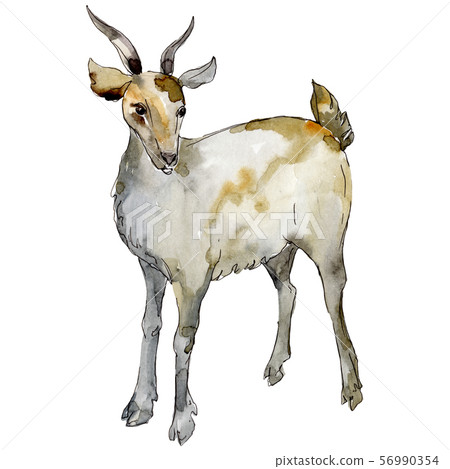 Goat fafm animal isolated. Watercolor background illustration set. Isolated animal illustration 56990354