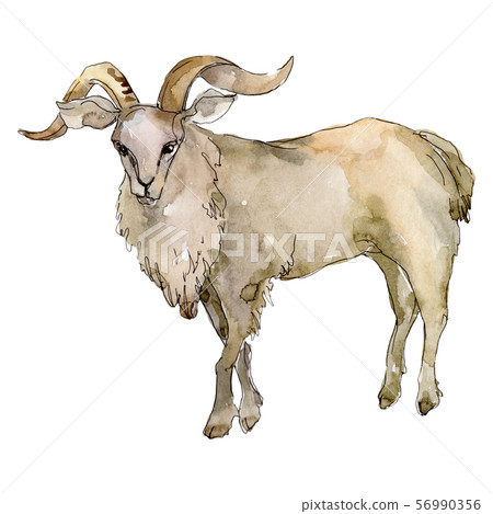 Goat fafm animal isolated. Watercolor background illustration set. Isolated animal illustration Goat fafm animal isolated. Watercolor background illustration set. Isolated animal illustration 56990356