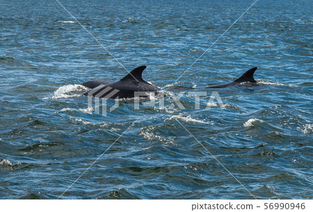 Bottlenose Dolphin In The Moray Firth At Chanonry Point Near Inverness In Scotland Bottlenose Dolphin In The Moray Firth At Chanonry Point Near Inverness In Scotland 56990946