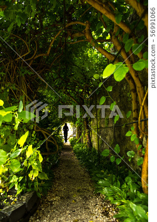Silhouette Of A Woman Going Lonely Through Narrow Green Tunnel Of Trees 56991066