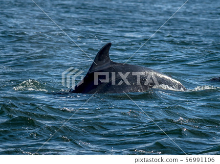 Bottlenose Dolphin In The Moray Firth At Chanonry Point Near Inverness In Scotland 56991106