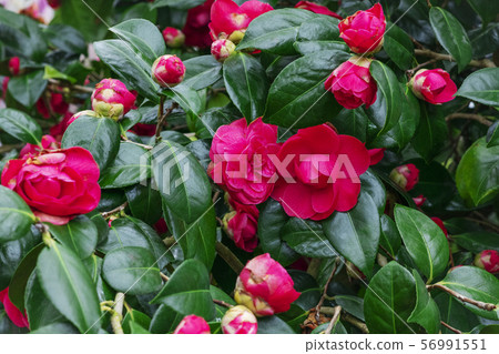 Pink blooming camellia flowers and buds Pink blooming camellia flowers and buds 56991551
