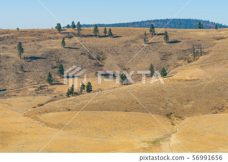 Yellow hillside and some trees of the Hidden Valley in Cle Elum 56991656