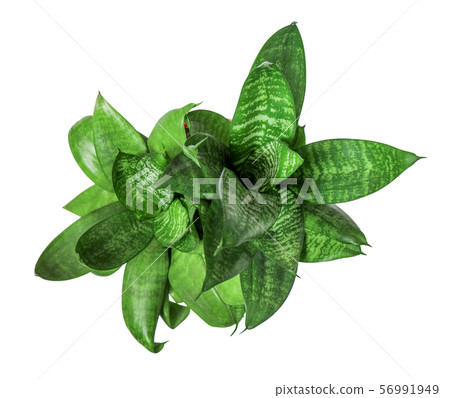 Houseplant - young Sansevieria a potted plant Houseplant - young Sansevieria a potted plant 56991949