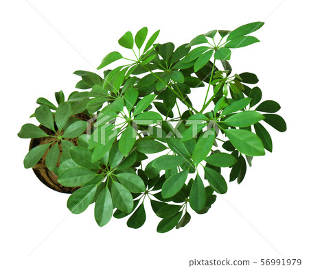 Houseplant - young Schefflera a potted plant Houseplant - young Schefflera a potted plant 56991979