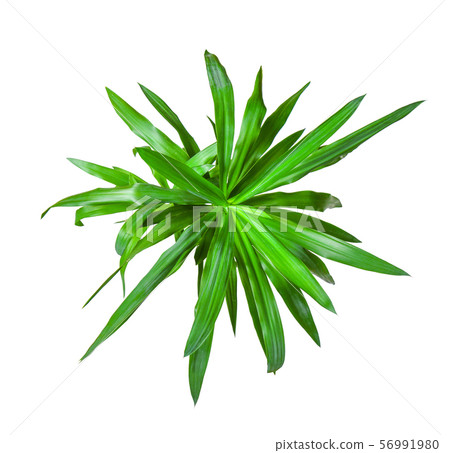 Houseplant - Yucca elephantipes a potted plant Houseplant - Yucca elephantipes a potted plant 56991980