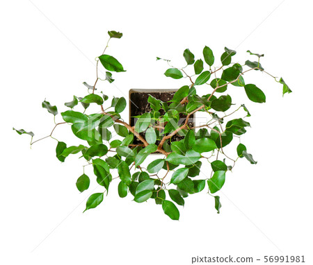 houseplant - young Ficus benjamina a potted plant 56991981