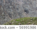 Rocky Mountain Shymbylak (Kazakhstan) in summer 56991986
