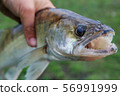 caught zander in а hand of a fisherman 56991999