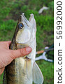 caught zander in а hand of a fisherman 56992000
