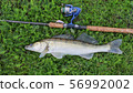 fishing catch - zander 56992002