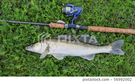 fishing catch - zander fishing catch - zander 56992002