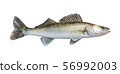 zander, isolated over white 56992003