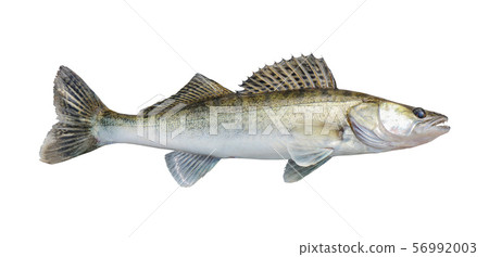 zander, isolated over white 56992003
