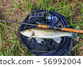 fishing catch - zander 56992004