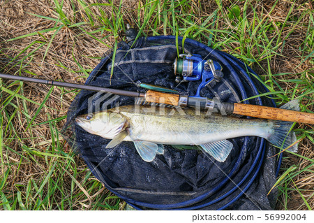 fishing catch - zander 56992004
