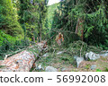 Fallen tree in the mountains after the hurricane 56992008