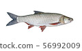 fishing catch - Aspius, isolated over white 56992009