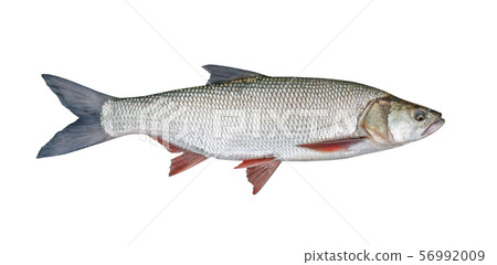 fishing catch - Aspius, isolated over white 56992009