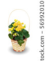 Houseplant - flowering Begonia a potted plant 56992010