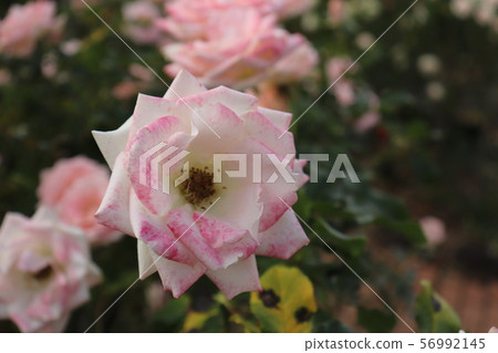 Rosemine, Starmine Rosemine, Starmine 56992145