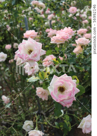 Rosemine,Starmine Rosemine,Starmine 56992146
