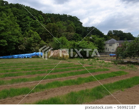 Inagi dried Inagi dried 56992187