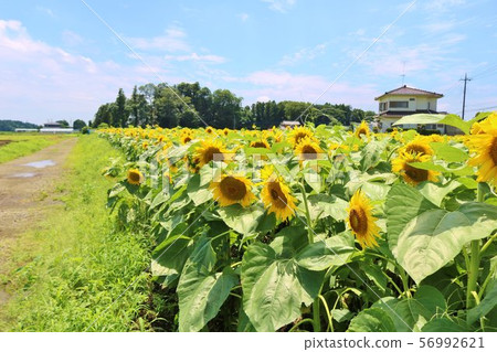 向日葵夏天風景柏木 向日葵夏天風景柏木 56992621