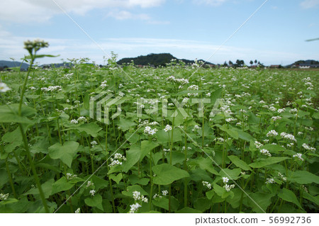 Tottori Four Seasons Walk Aki Kano Tottori Four Seasons Walk Aki Kano 56992736