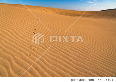 《鳥取縣》鳥取沙丘 56993194