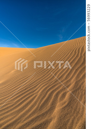《Tottori prefecture》Tottori sand dunes 《Tottori prefecture》Tottori sand dunes 56993229