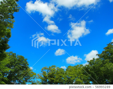 Summer park fence and blue sky Summer park fence and blue sky 56993289